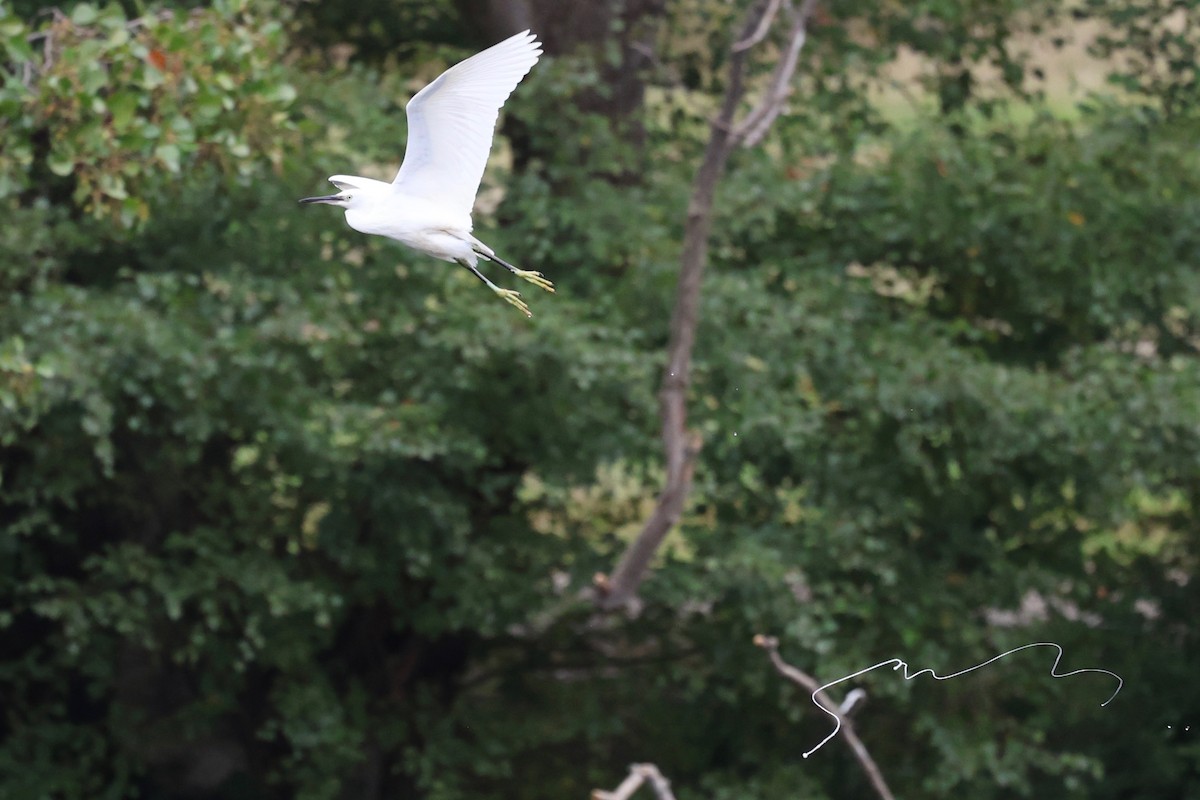 Little Egret - ML642539998