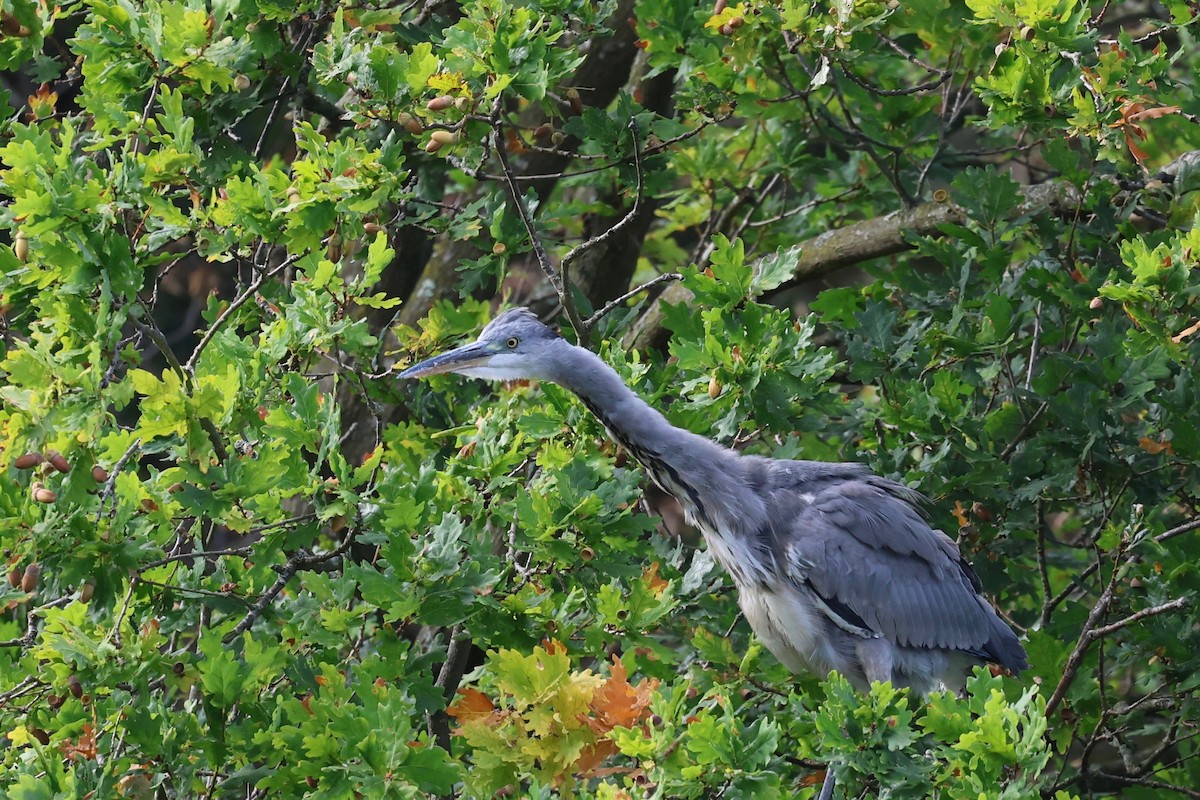 Gray Heron - ML642540020