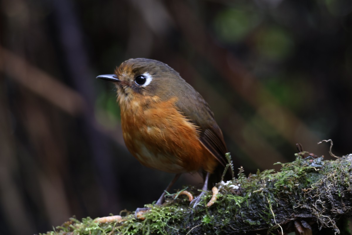 Leymebamba Antpitta - ML642540023