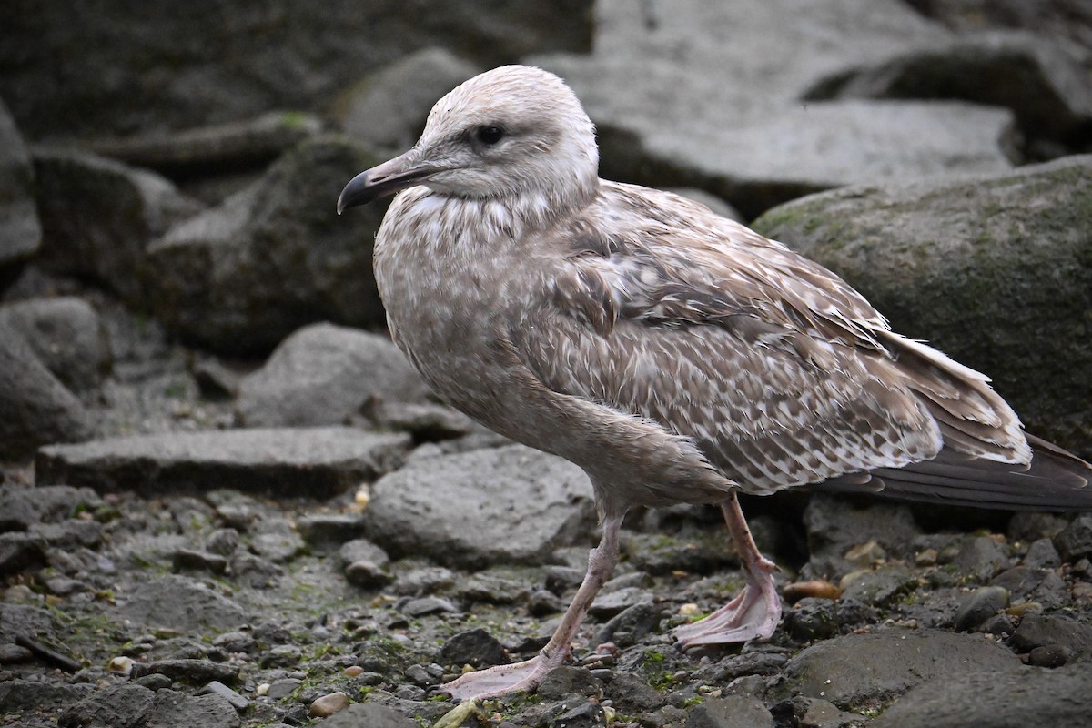 American Herring Gull - ML642540033