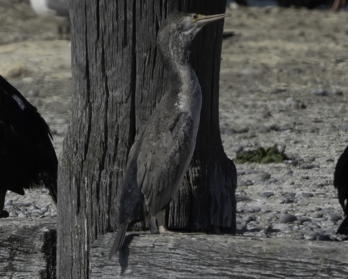 Spotted Shag - ML642540034