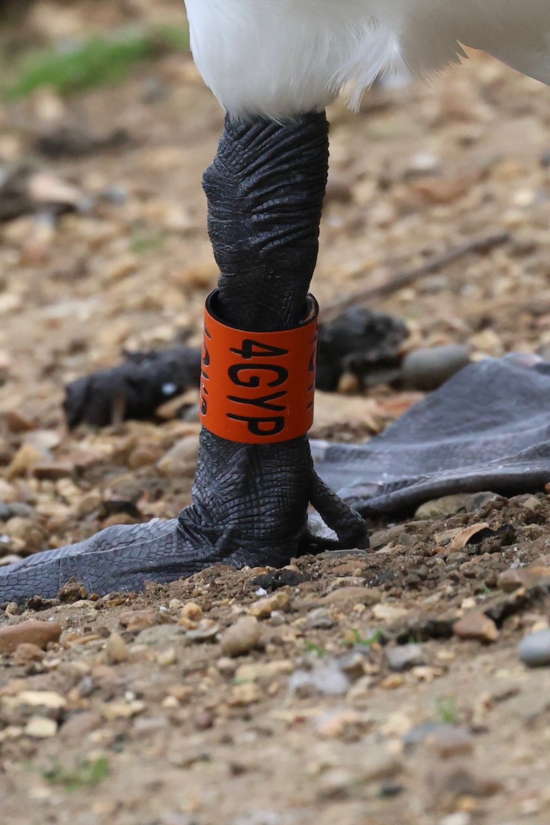 Mute Swan - ML642540056