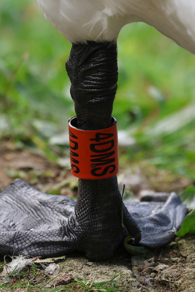 コブハクチョウ - ML642540057