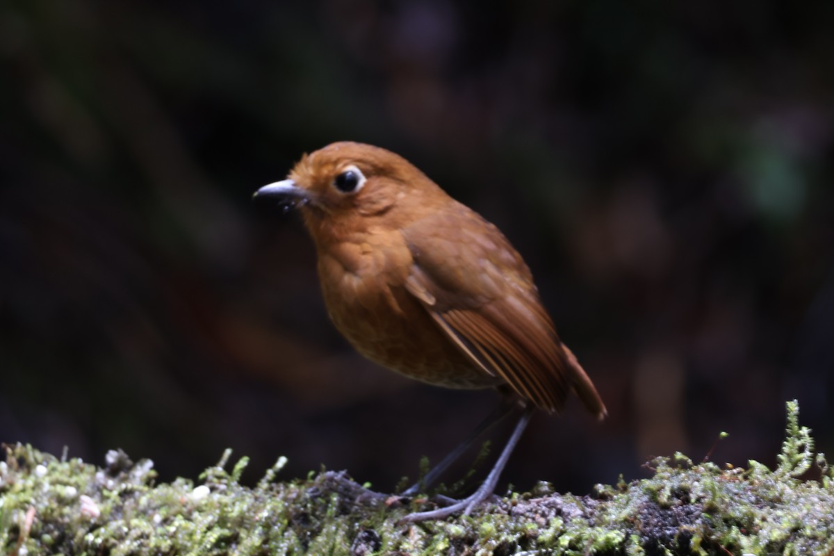 Urubamba Antpitta - ML642540067