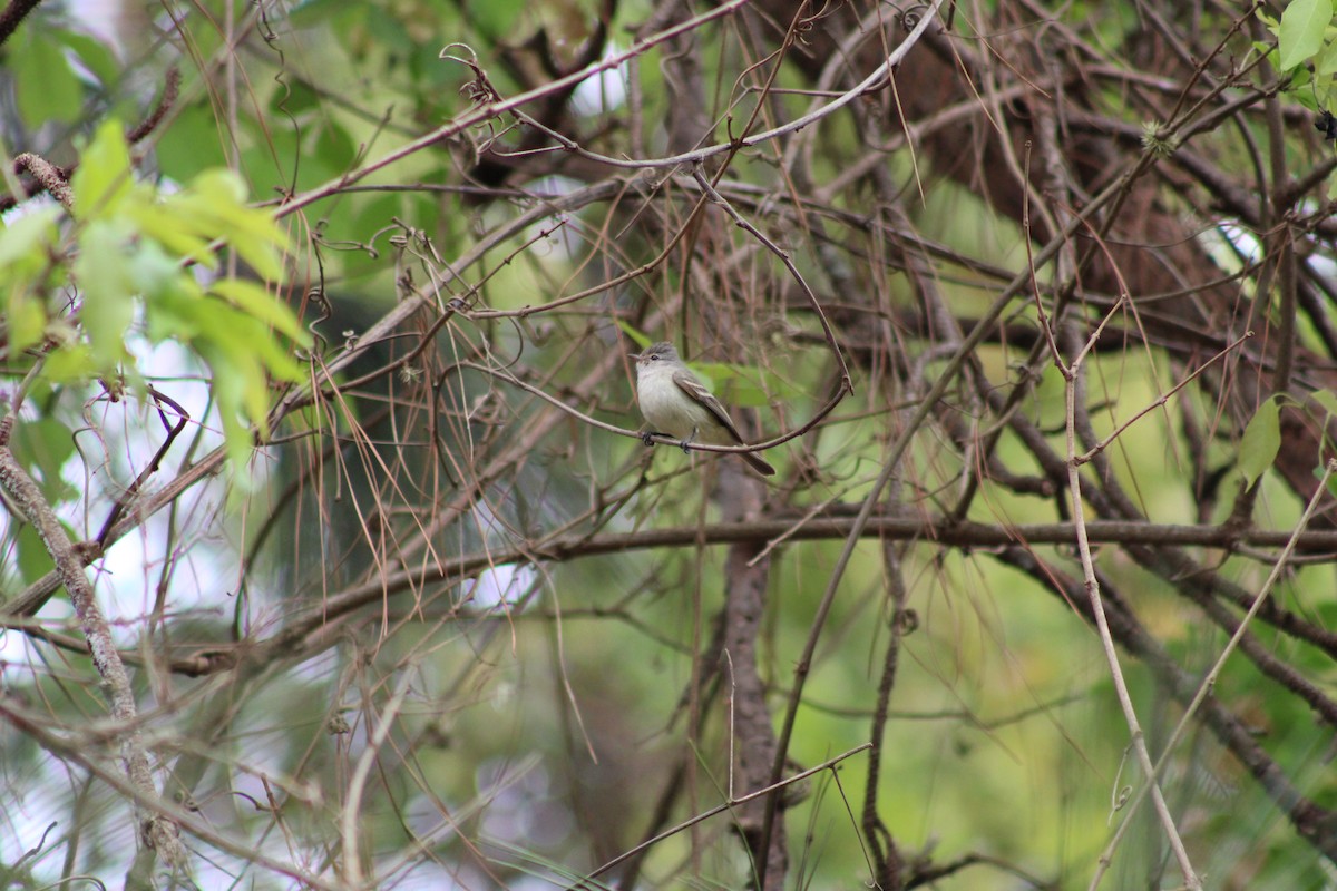 Southern Beardless-Tyrannulet - ML642540088