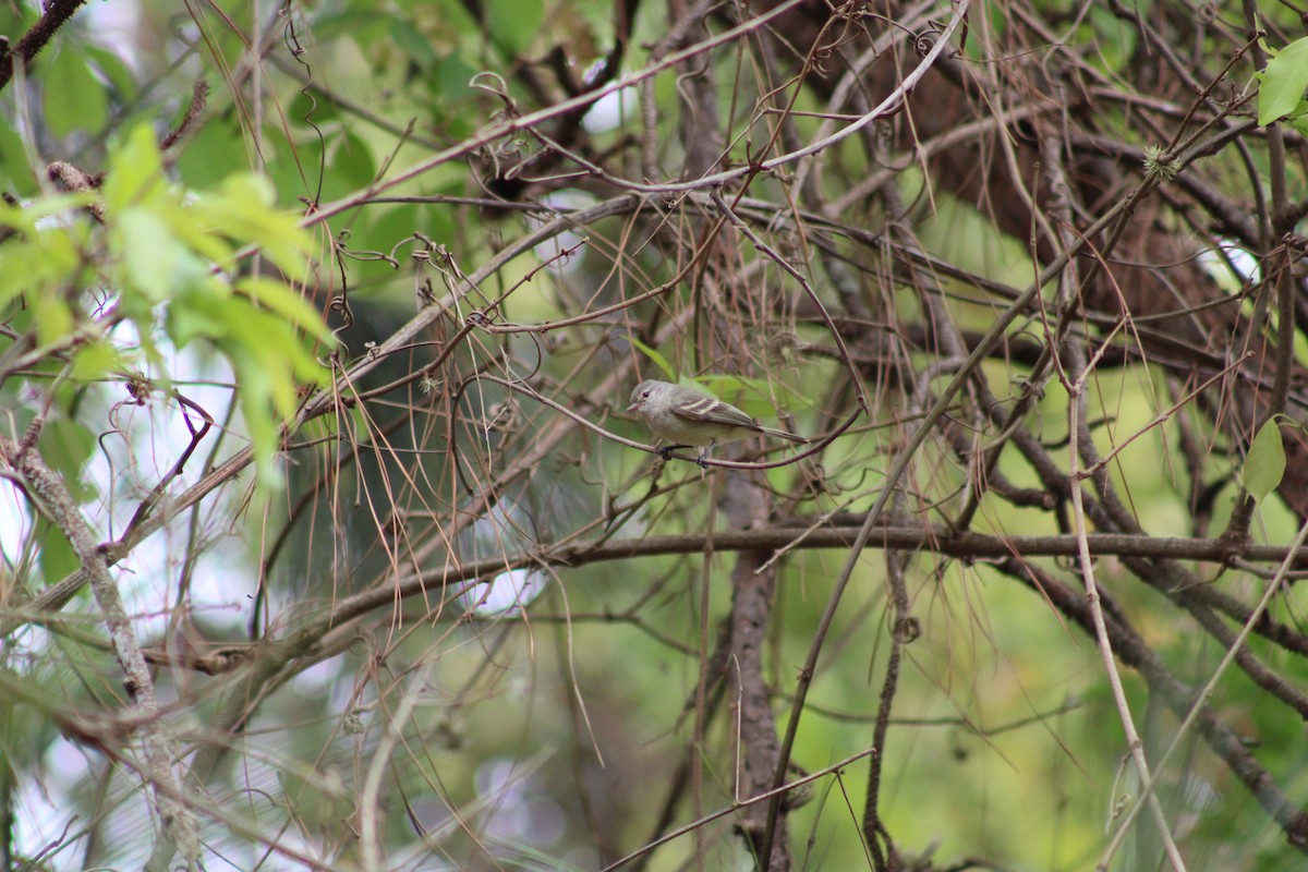 Southern Beardless-Tyrannulet - ML642540089