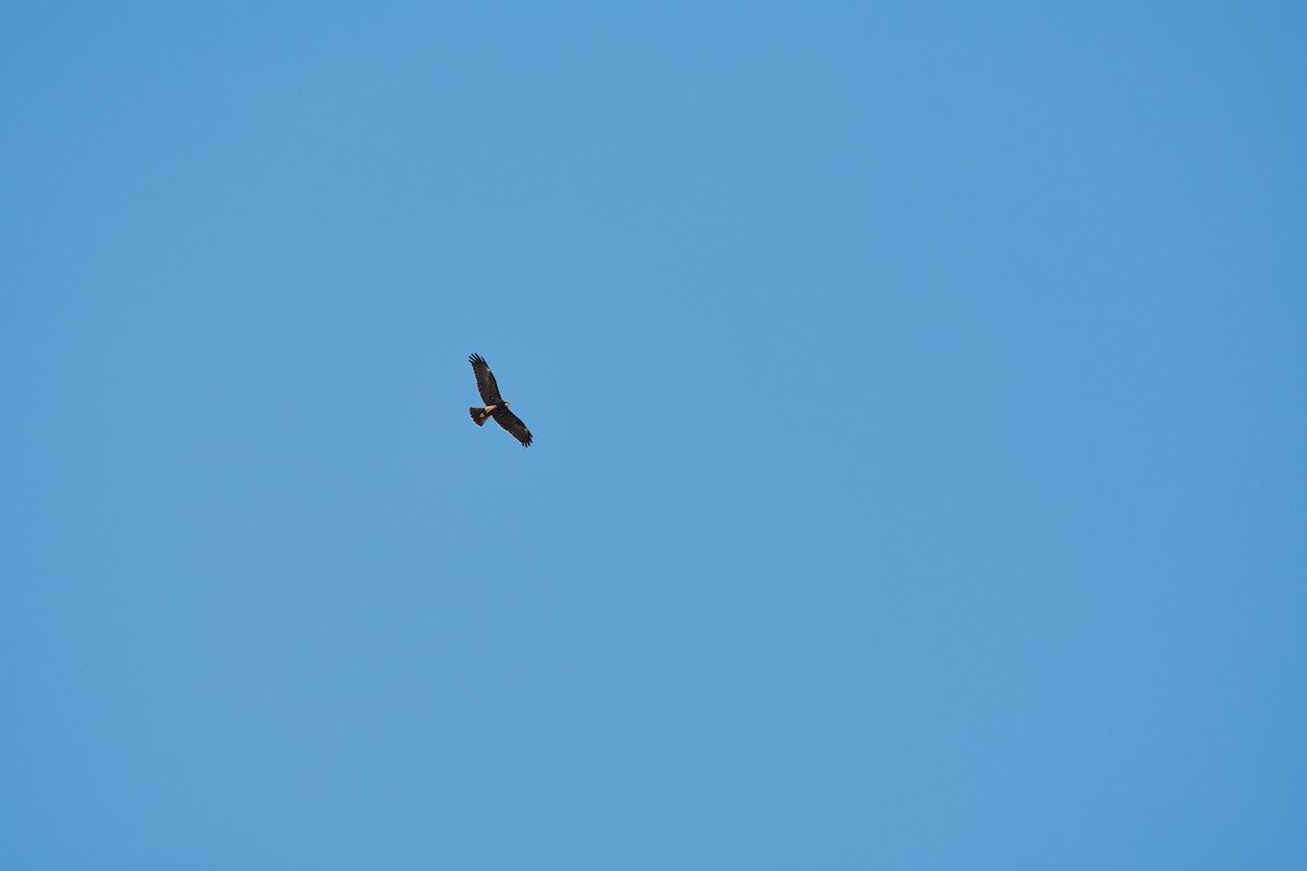 Western Marsh Harrier - ML642540097