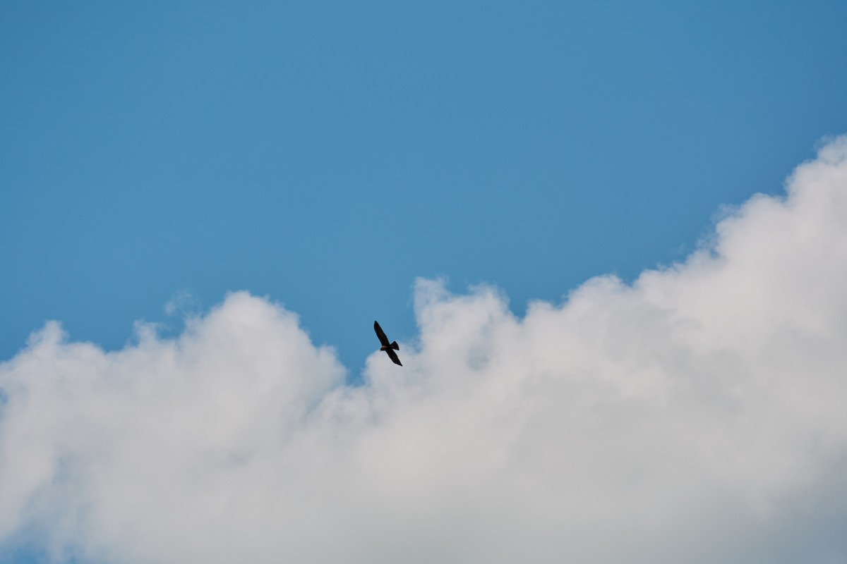 Western Marsh Harrier - ML642540098
