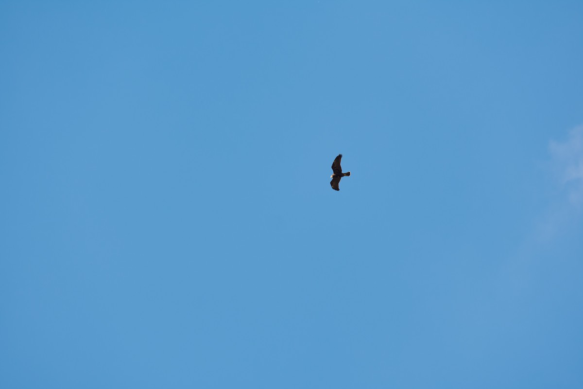 Western Marsh Harrier - ML642540099