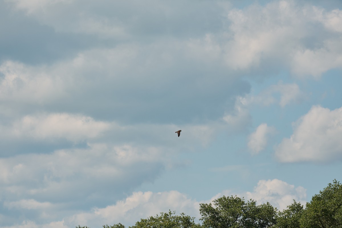 Western Marsh Harrier - ML642540100