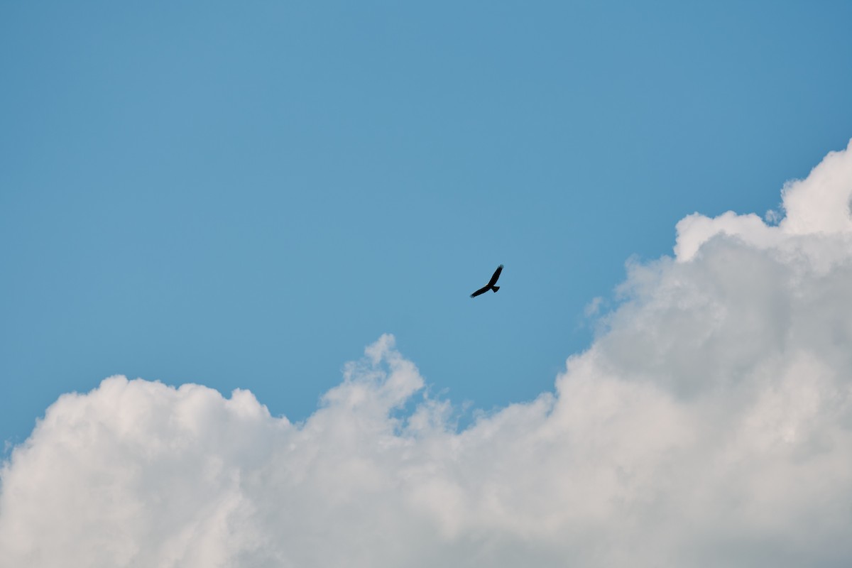 Western Marsh Harrier - ML642540101