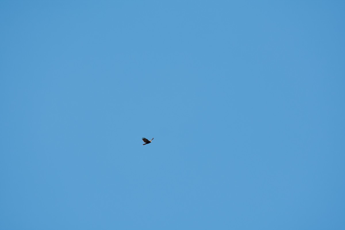 Western Marsh Harrier - ML642540102