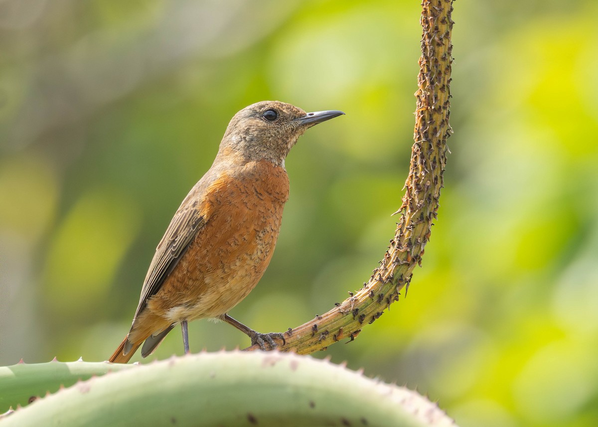Cape Rock-Thrush - ML642540103