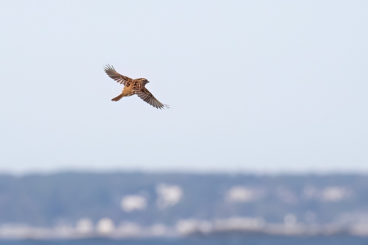 White-throated Sparrow - ML642540117