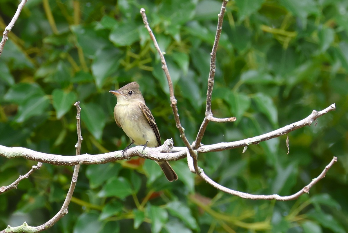 Eastern Wood-Pewee - ML642540135