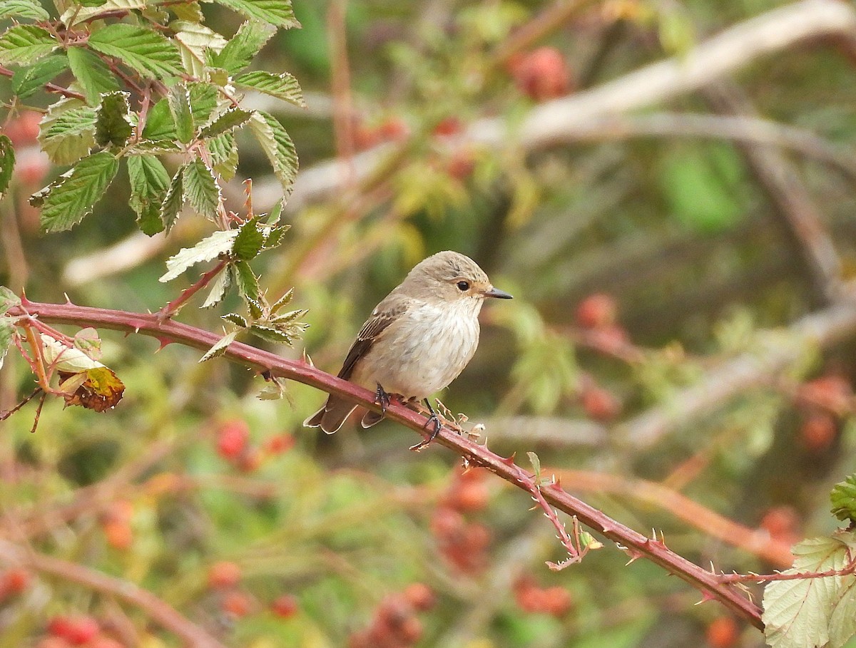 Spotted Flycatcher - ML642540140
