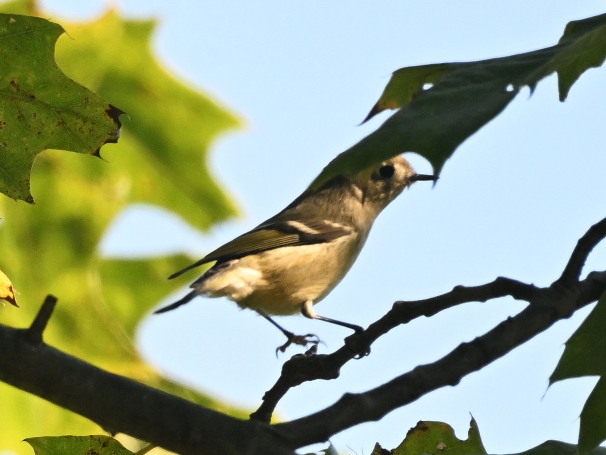 Ruby-crowned Kinglet - ML642540155