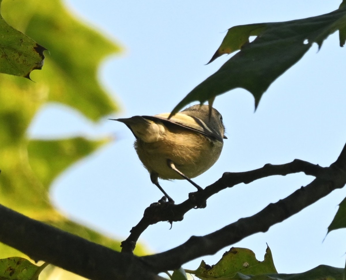 Ruby-crowned Kinglet - ML642540164