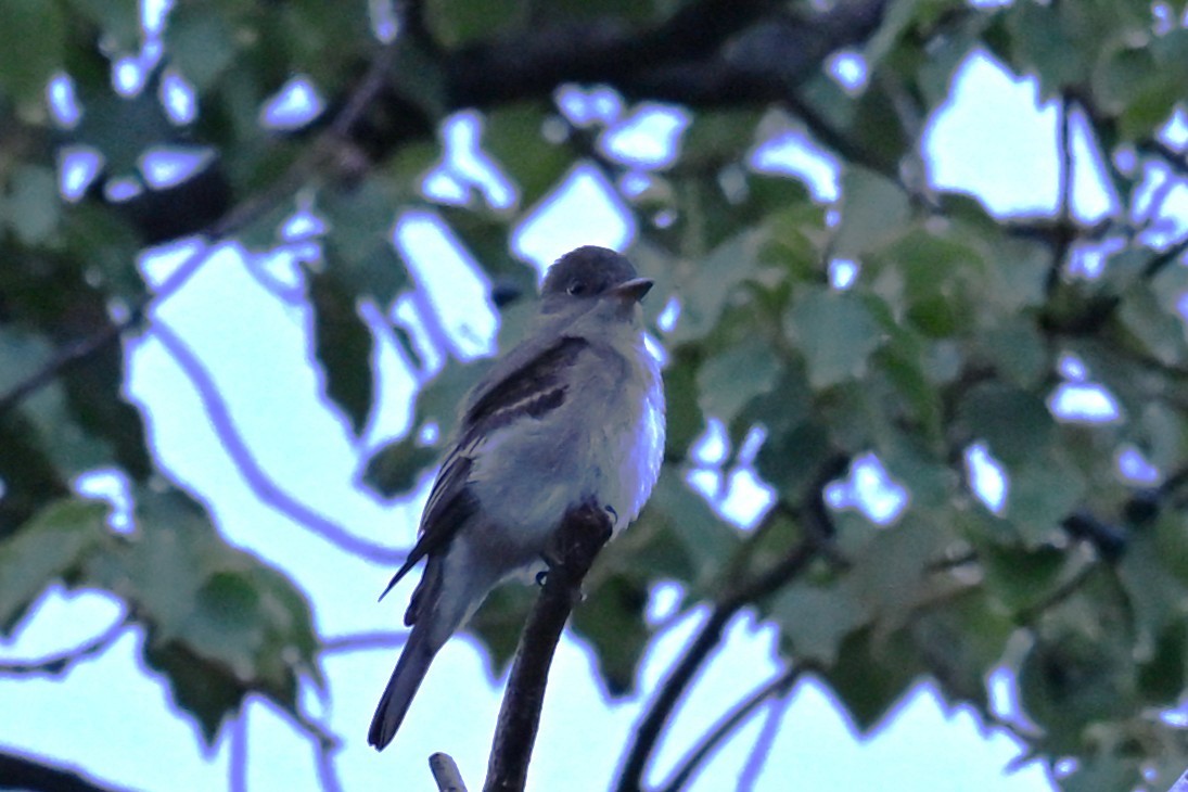 Eastern Wood-Pewee - ML642540165