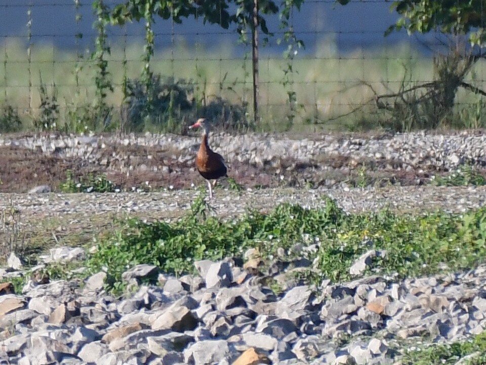 Black-bellied Whistling-Duck - ML642540166