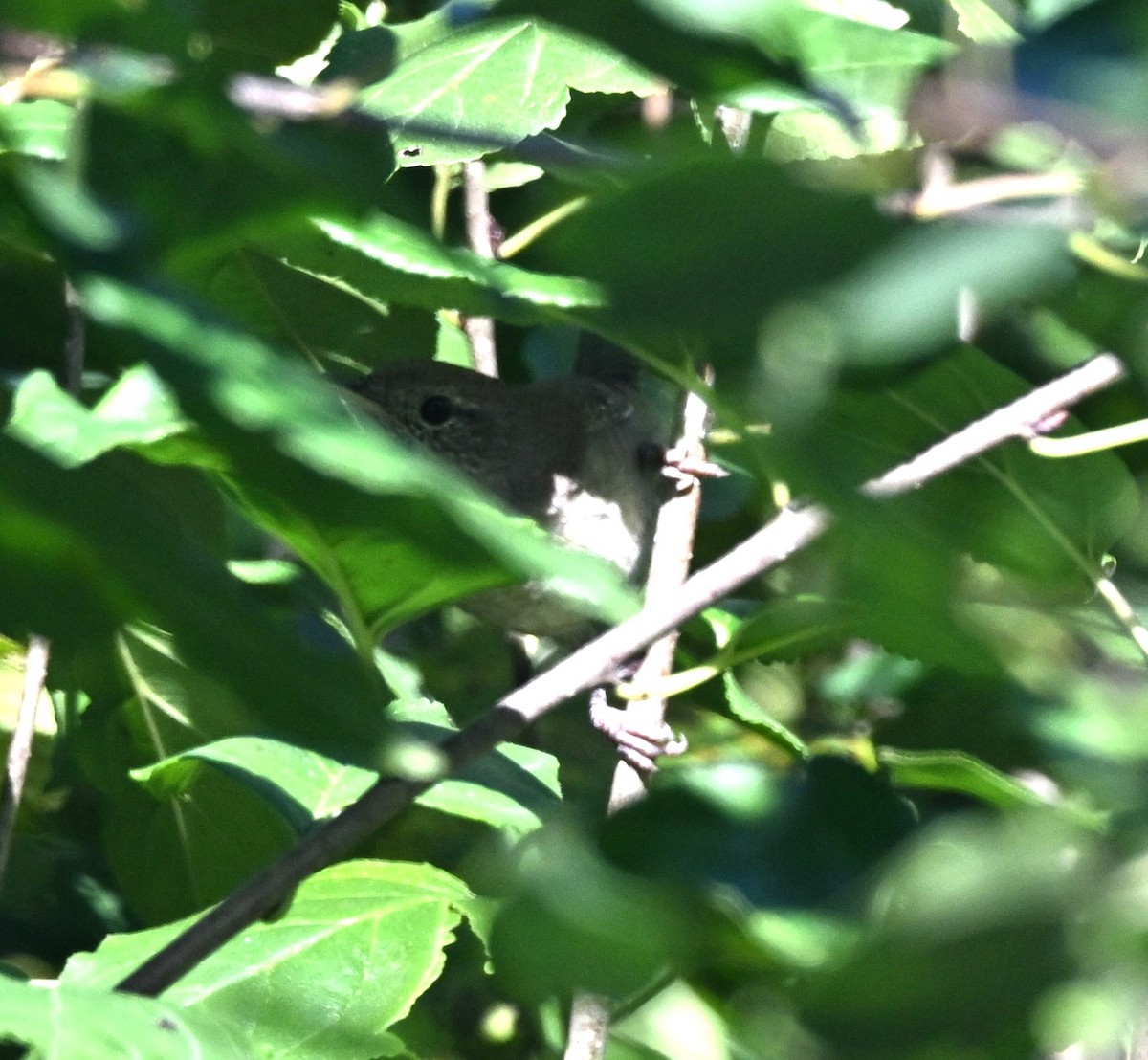 Northern House Wren - ML642540195