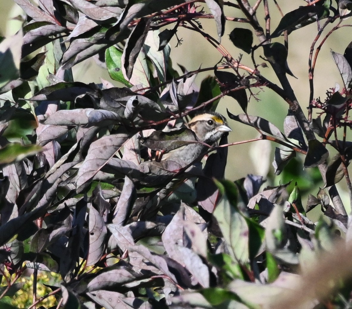 White-throated Sparrow - ML642540208