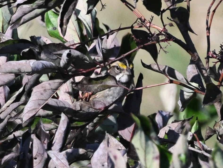 White-throated Sparrow - ML642540212