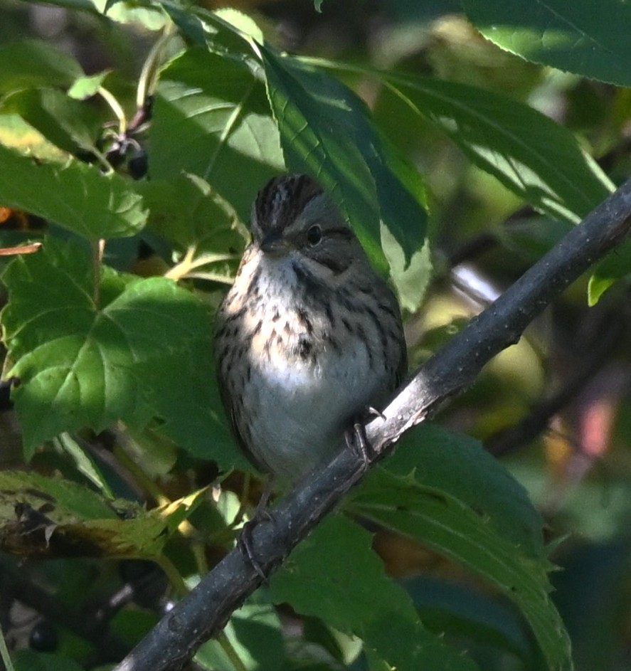 Lincoln's Sparrow - ML642540241