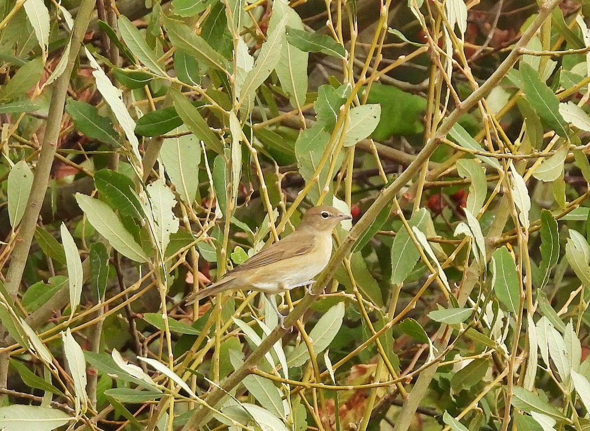 Garden Warbler - ML642540242