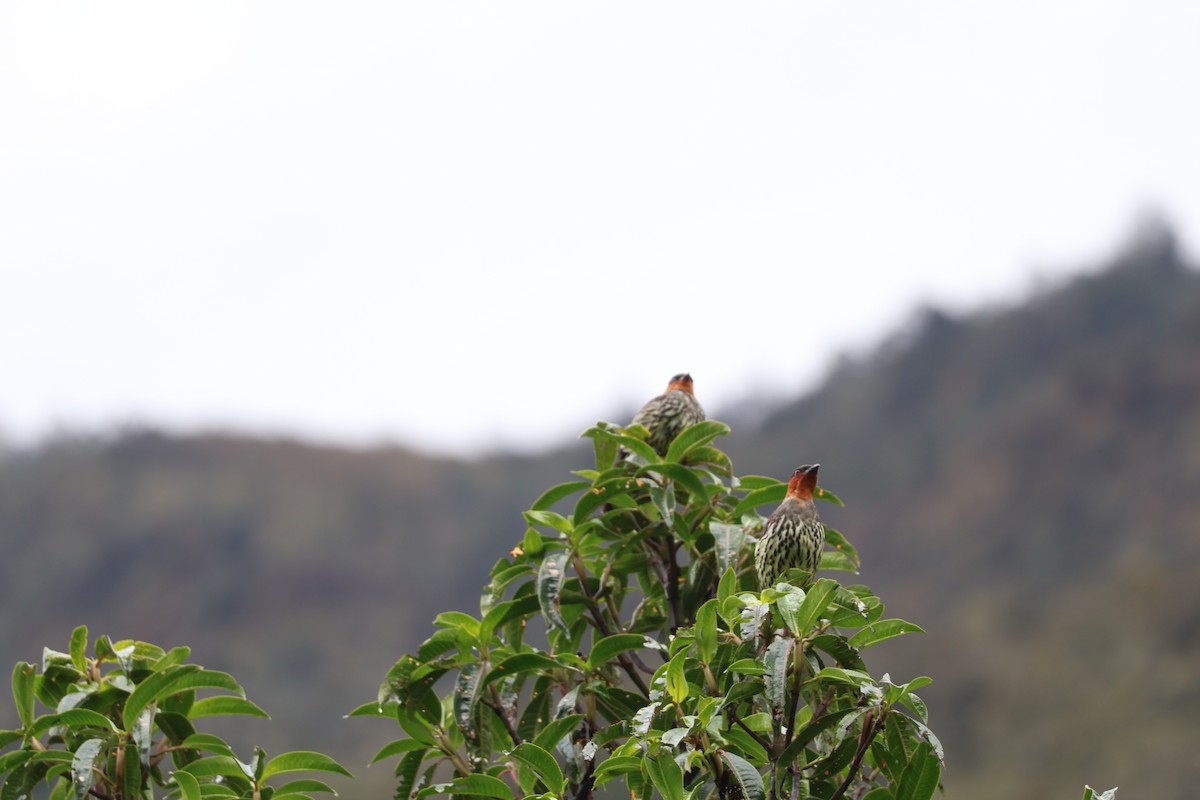 kotinga rezavochocholatá - ML642540244