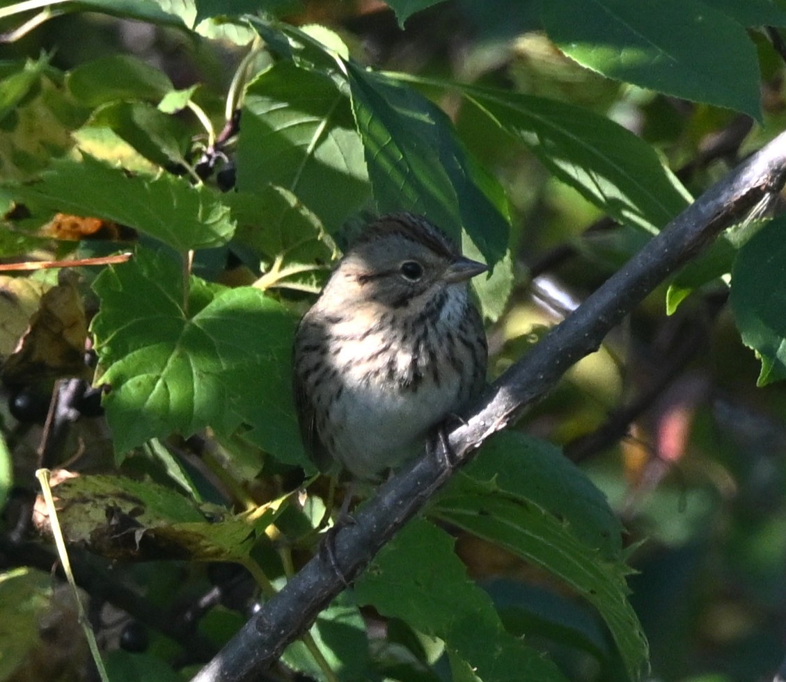Lincoln's Sparrow - ML642540251
