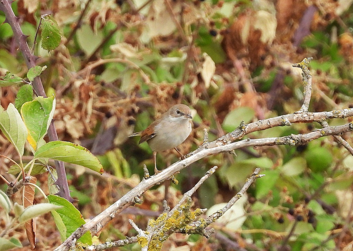Greater Whitethroat - ML642540252