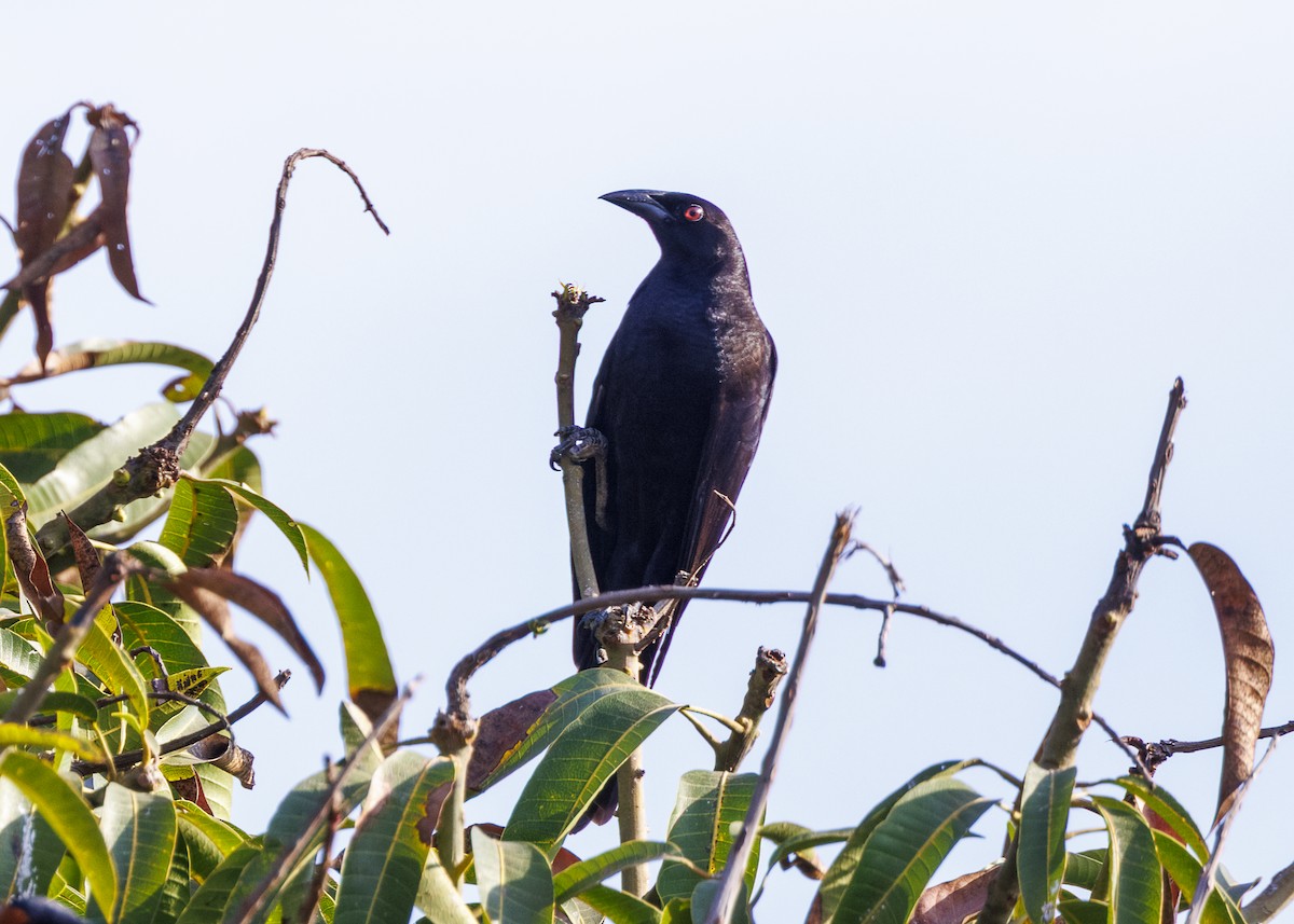 Giant Cowbird - ML642540256