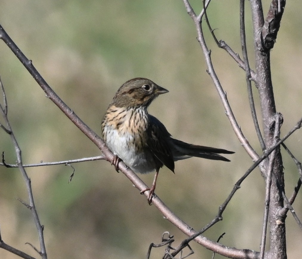 Lincoln's Sparrow - ML642540280