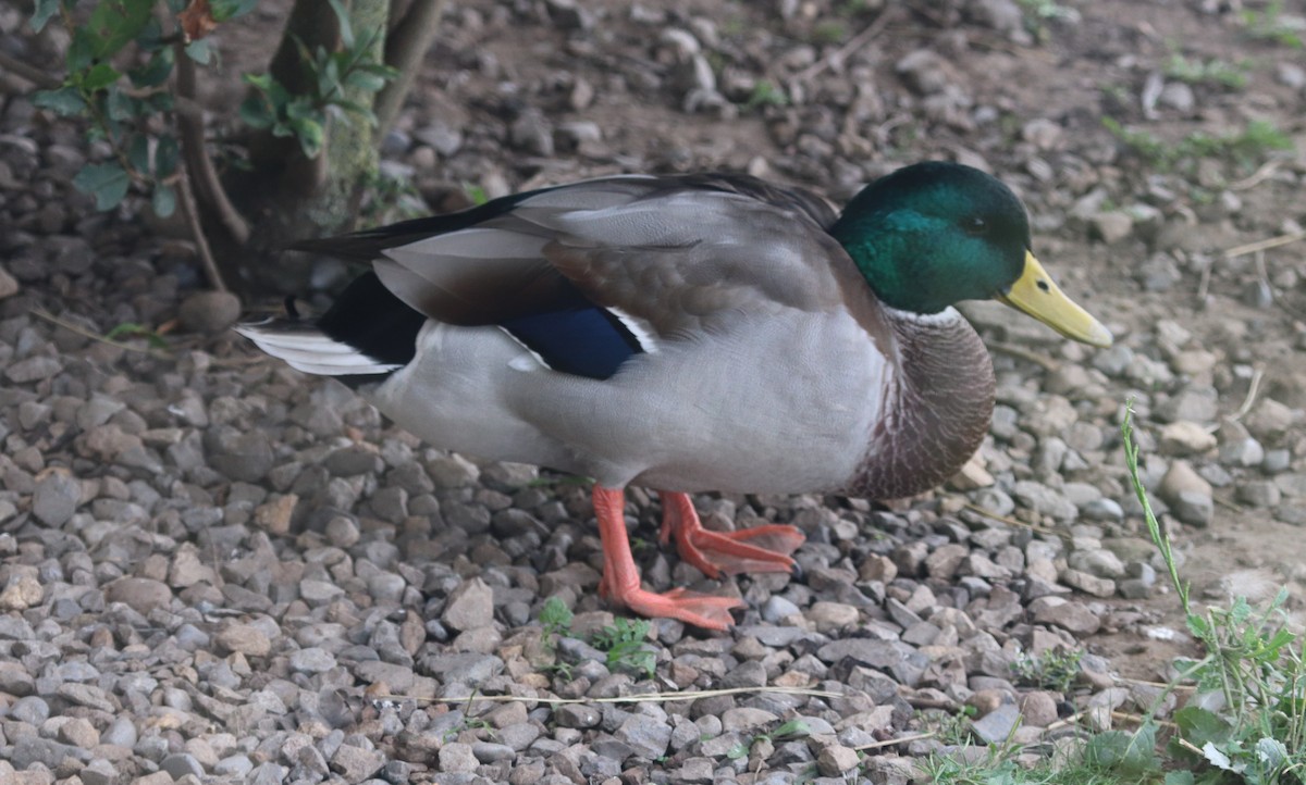 Mallard - ML642540290