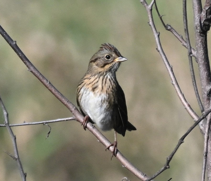Lincoln's Sparrow - ML642540299