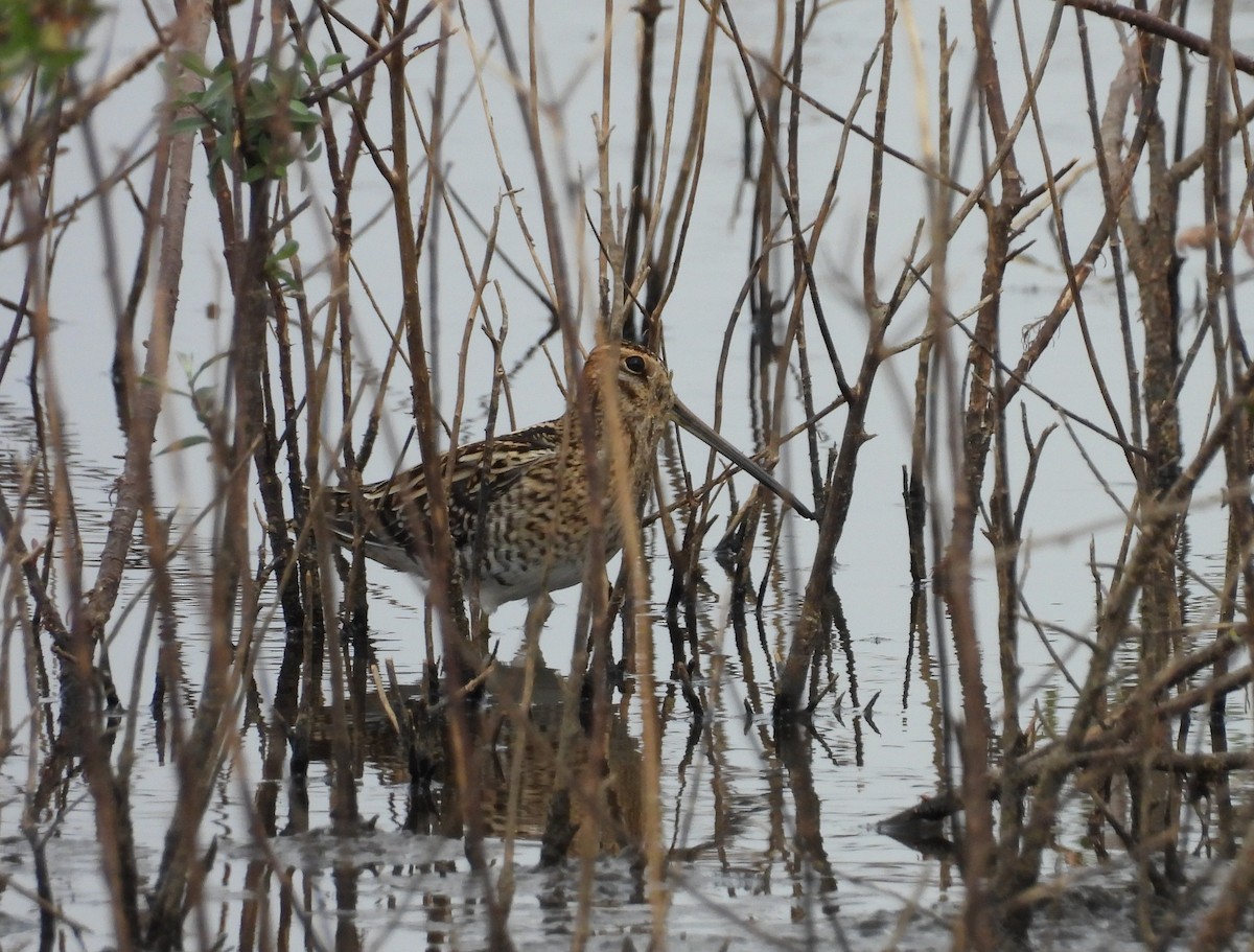Common Snipe - ML642540321