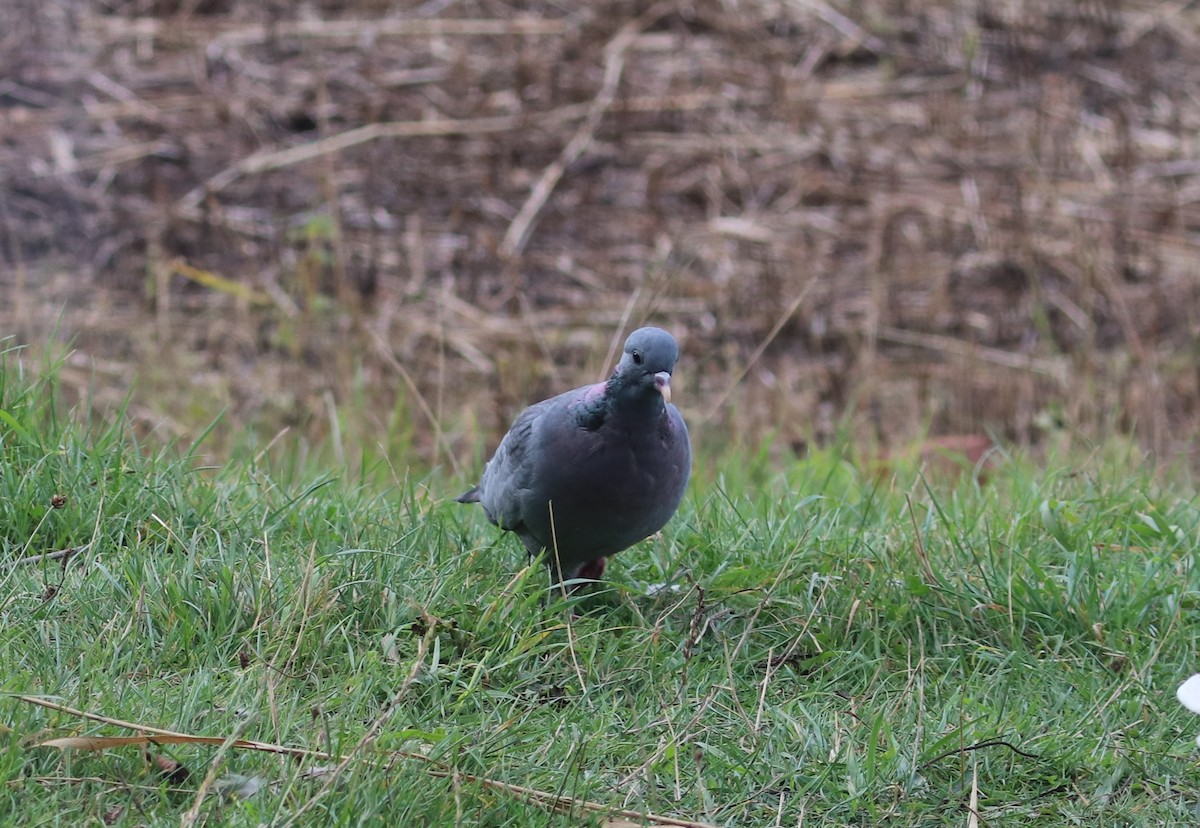 Stock Dove - ML642540325