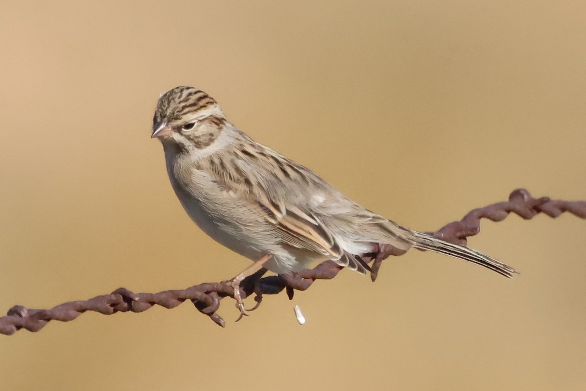 Brewer's Sparrow - ML642540338