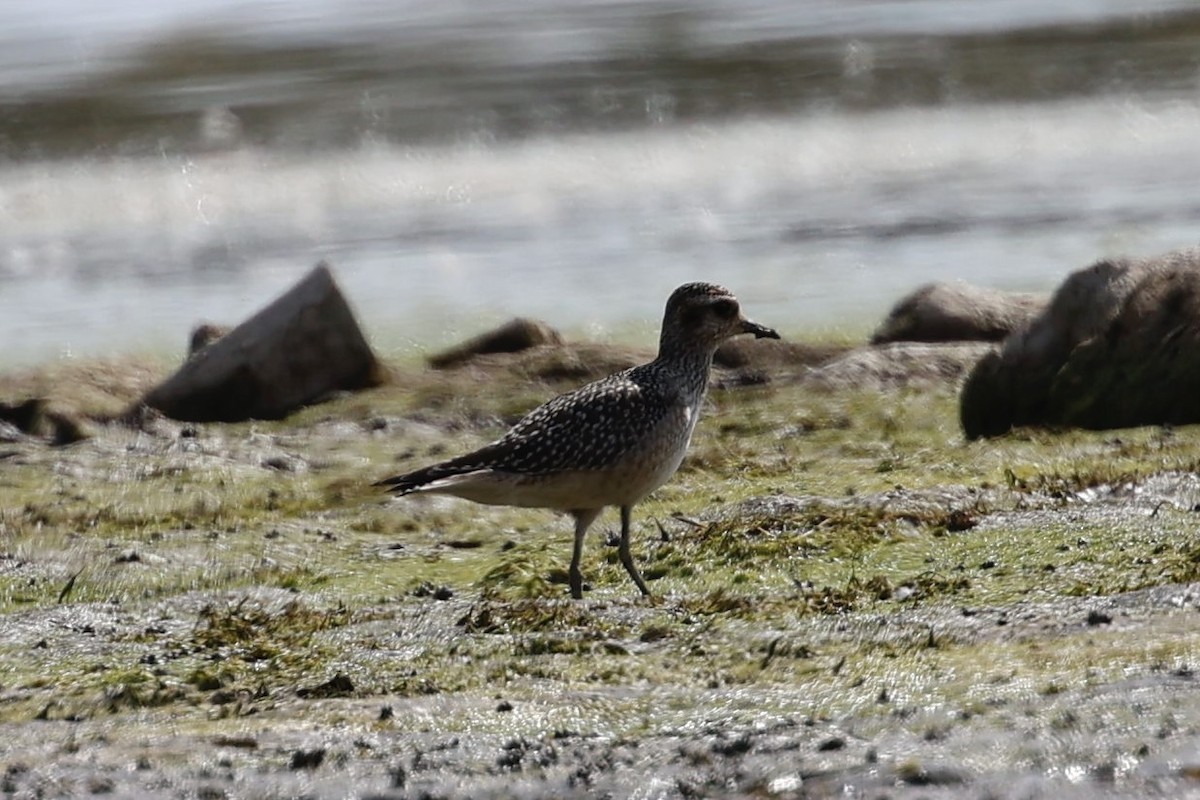 American Golden-Plover - ML642540339