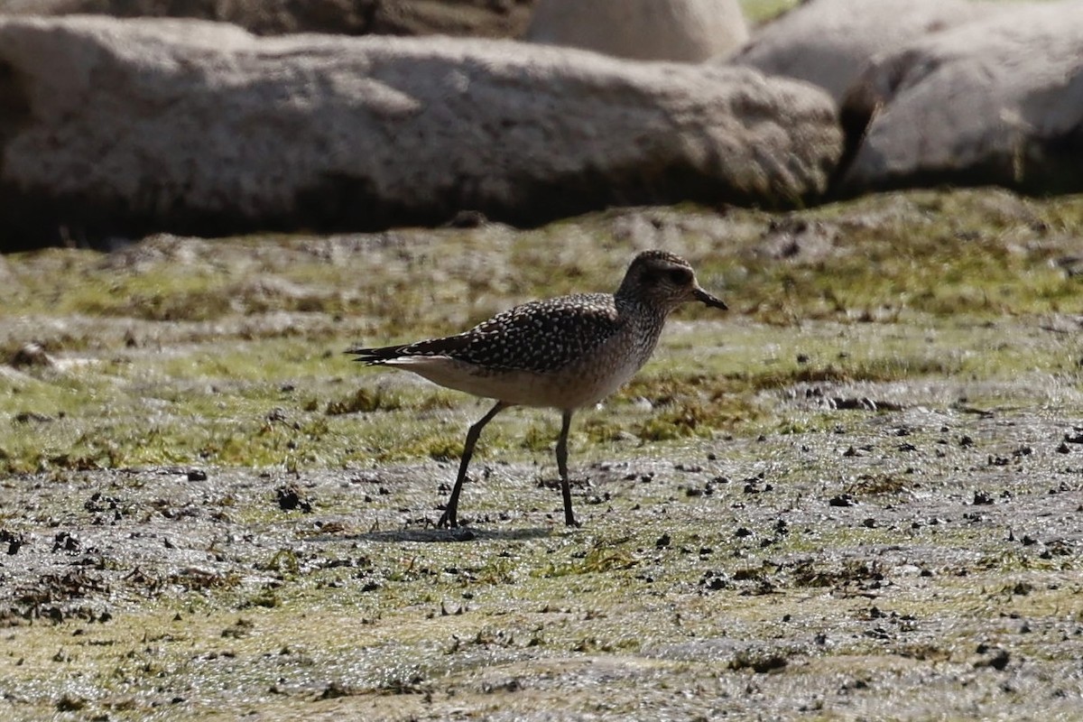 American Golden-Plover - ML642540340