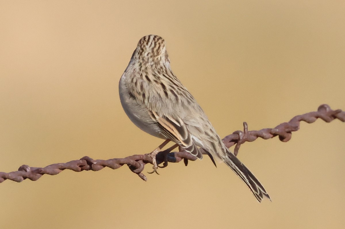 Brewer's Sparrow - ML642540343