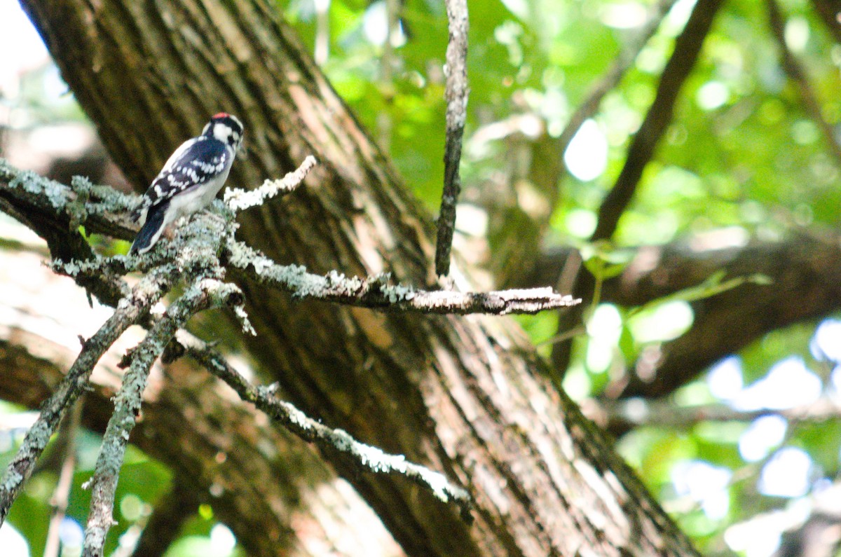 Downy Woodpecker - ML642540351