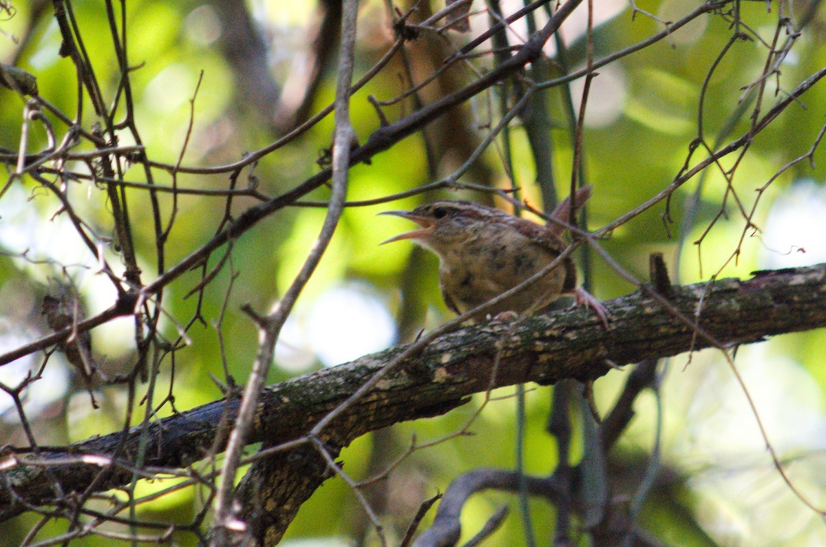 Carolina Wren - ML642540367