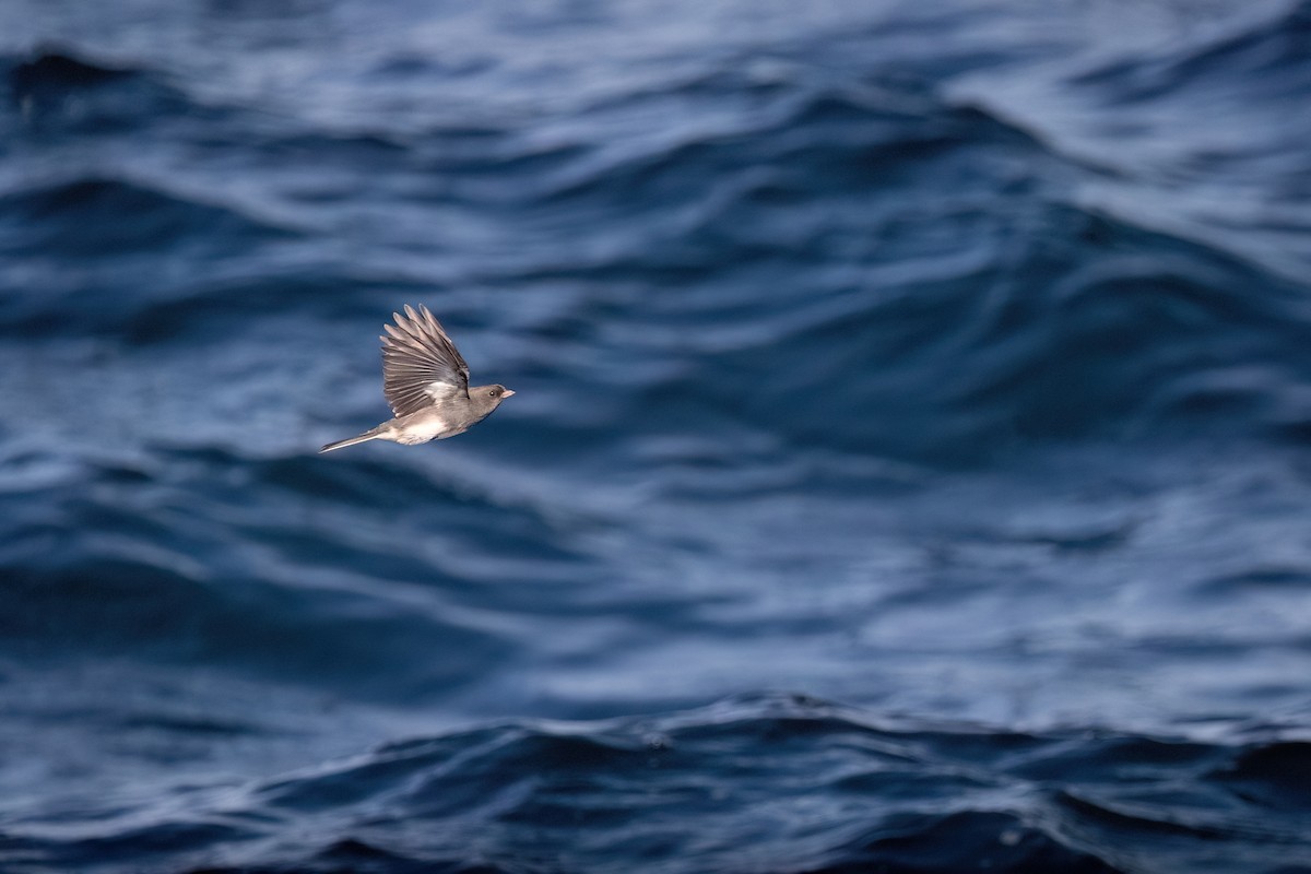 Dark-eyed Junco (Slate-colored) - ML642540368