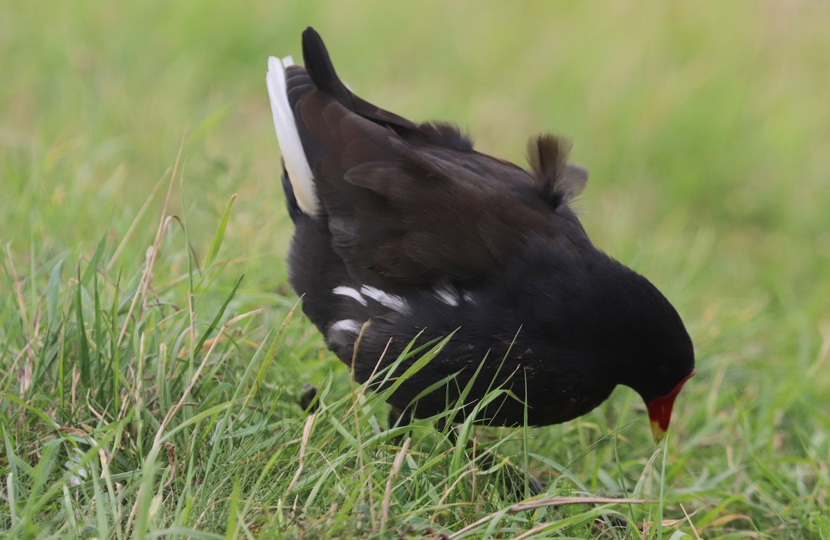 Eurasian Moorhen - ML642540369