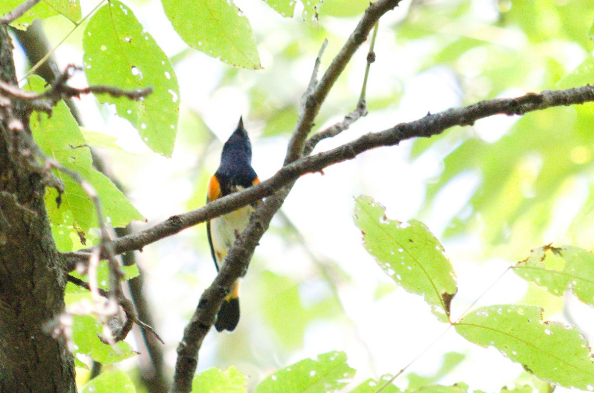 American Redstart - ML642540374