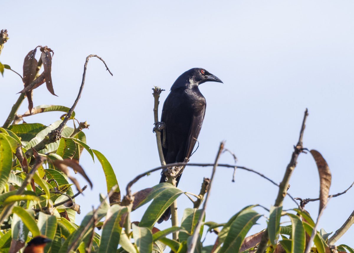 Giant Cowbird - ML642540406