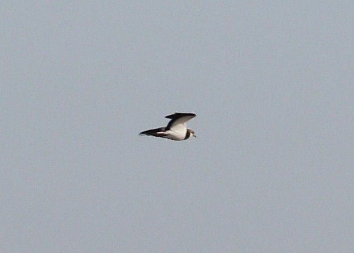 Northern Lapwing - ML642540410