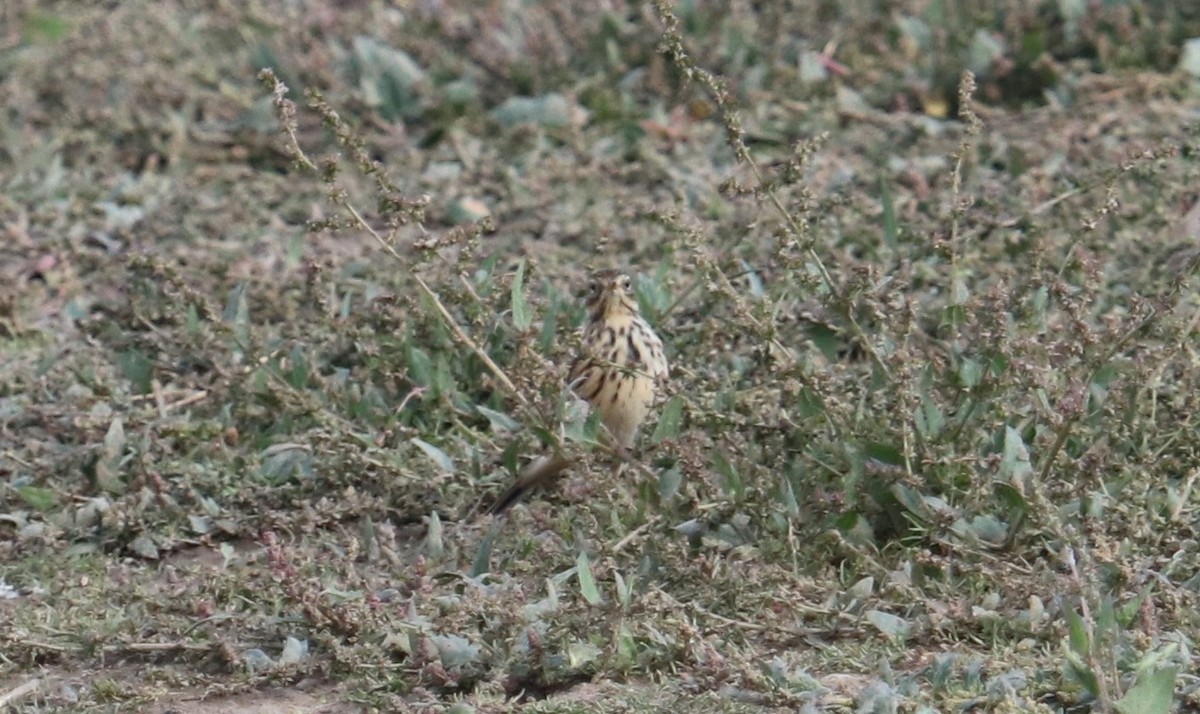 Meadow Pipit - ML642540496